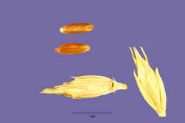 Image of Zhukovsky's wheat