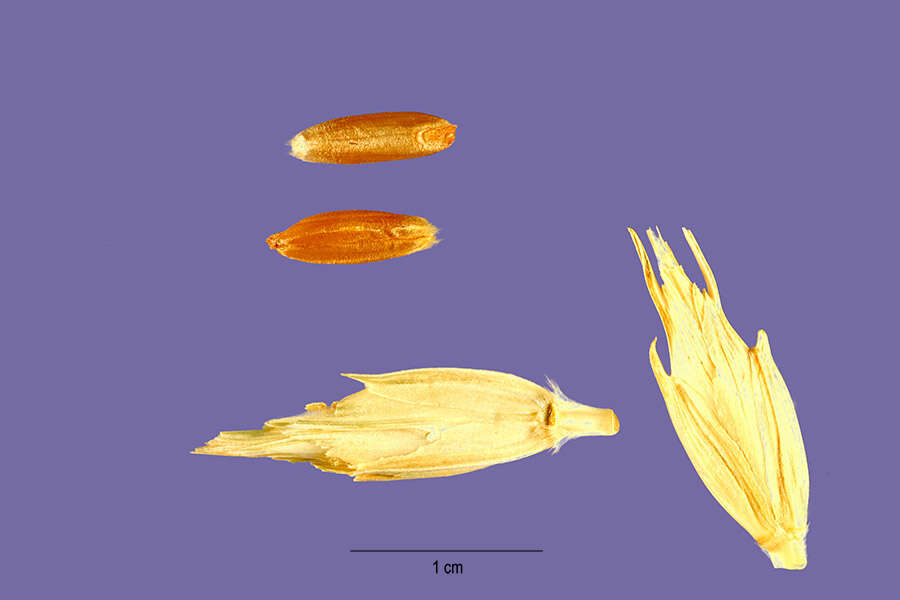 Image of Zhukovsky's wheat