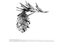 Image of eastern hemlock