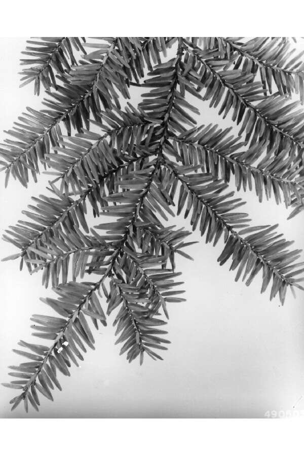 Image of eastern hemlock