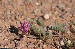 Image of Woolly Locoweed