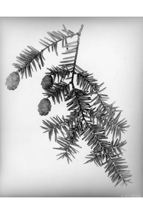 Image of eastern hemlock