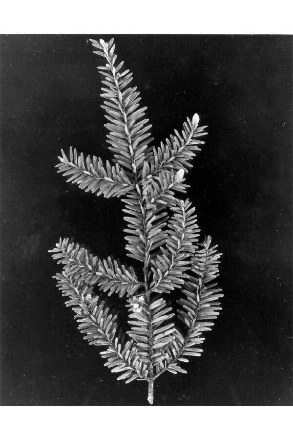 Image of eastern hemlock