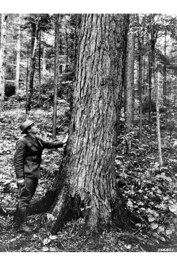 Image of eastern hemlock