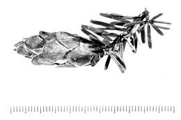 Image of Carolina Hemlock