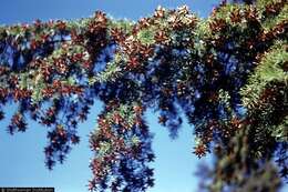 Image of Carolina Hemlock