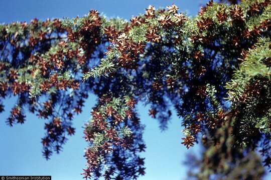 Imagem de Tsuga caroliniana Engelm.