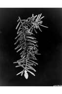 Image of Carolina Hemlock