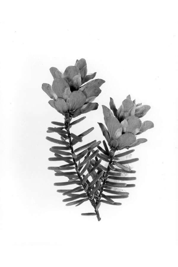 Image of Carolina Hemlock