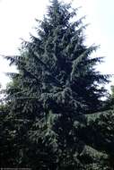 Image of western hemlock