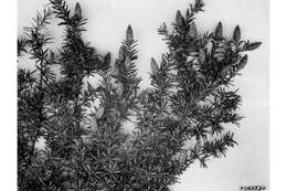 Image of western hemlock