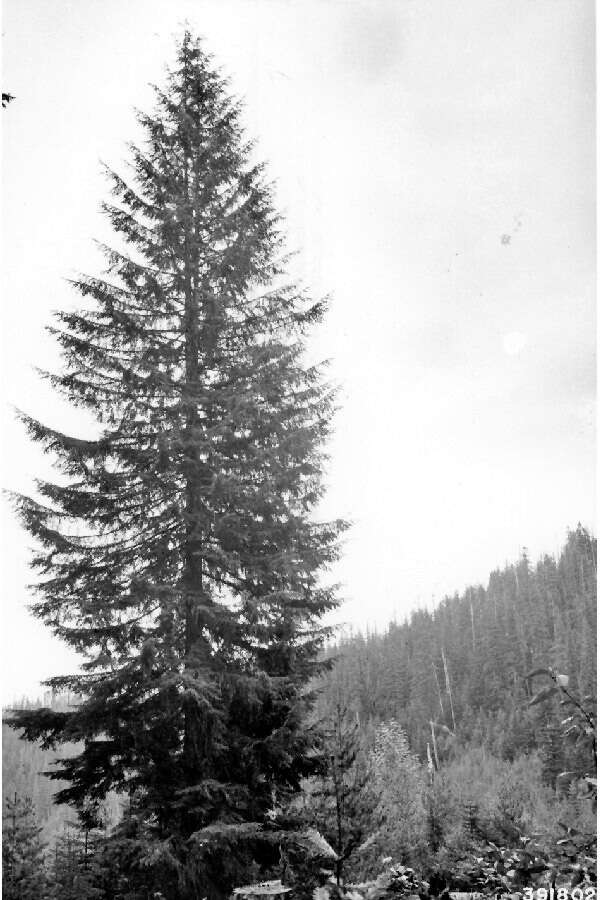 Image of western hemlock