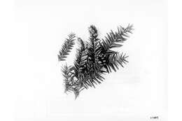 Image of western hemlock