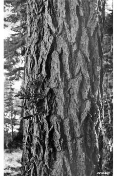 Image of Mountain Hemlock