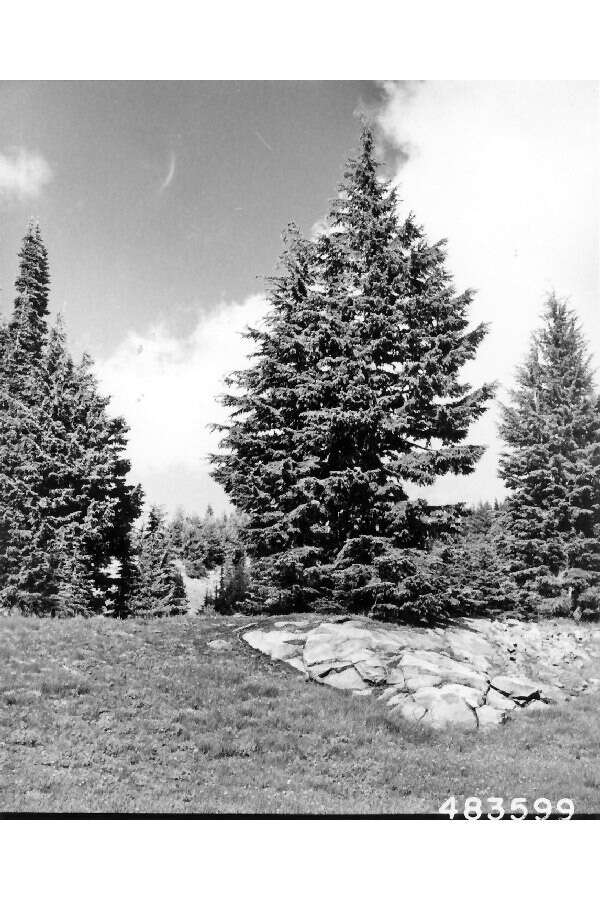 Image of Mountain Hemlock