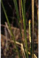 Image of Lesser Bulrush