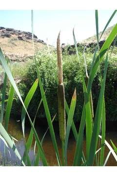 Image of broadleaf cattail