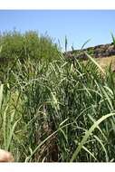 Image of broadleaf cattail