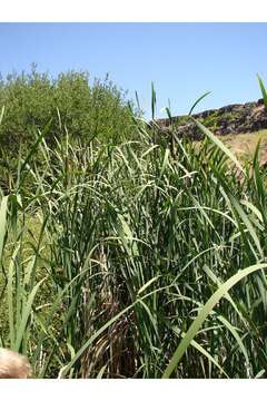 Image of broadleaf cattail