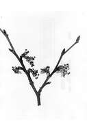 Image of winged elm