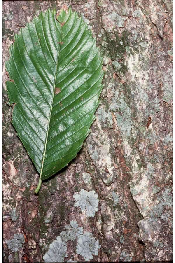 Plancia ëd Ulmus americana L.