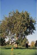 Image of American elm