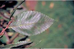 Plancia ëd Ulmus americana L.