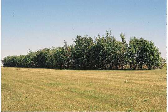 Image of American elm