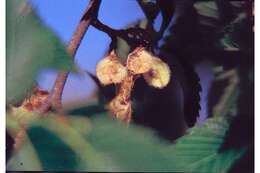 Image of American elm