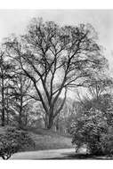 Image of American elm