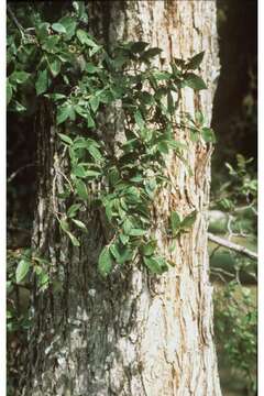 Imagem de Ulmus crassifolia Nutt.