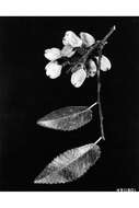 Image of cedar elm