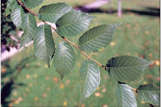 Sivun Ulmus davidiana Planch. kuva