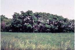 Image of Japanese elm
