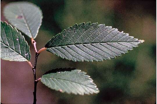 Image of Siberian Elm