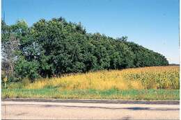 Image of Siberian Elm