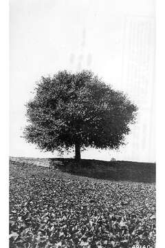 Image of Siberian Elm