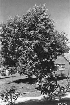 Image of Siberian Elm