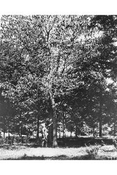 Image of Slippery Elm