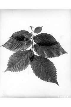 Image of Slippery Elm