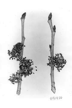 Image of Slippery Elm