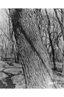 Image of Slippery Elm