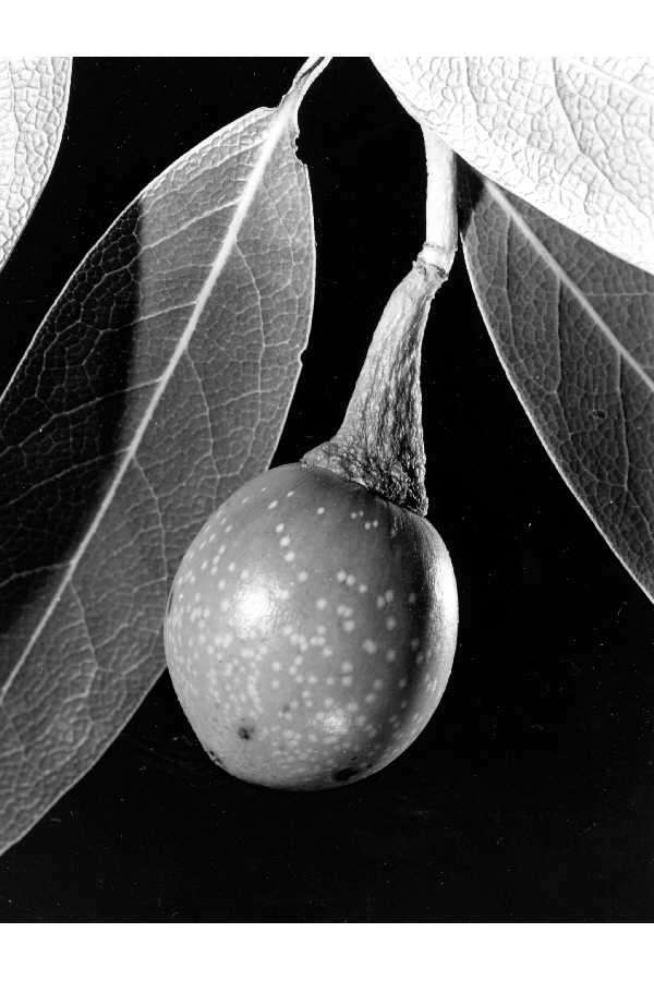 Image of California laurel