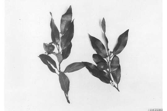 Image of California laurel