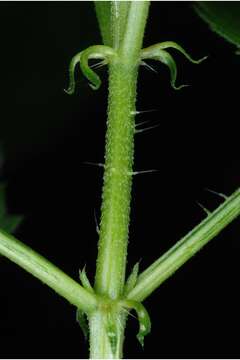 Image of Common Nettle