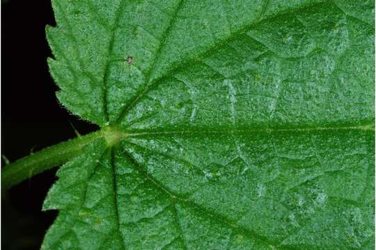 Image of Common Nettle