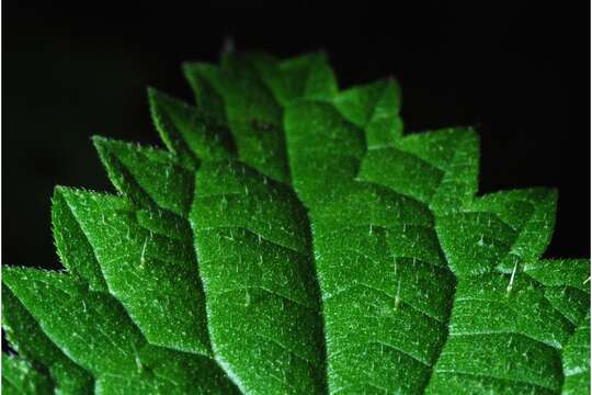 Image of Common Nettle