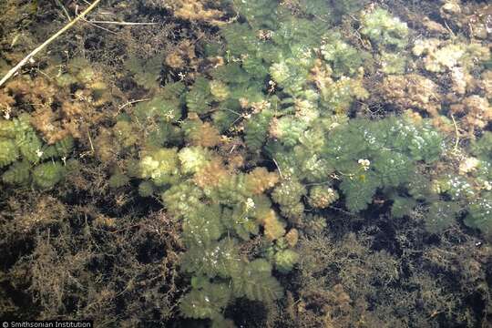 Image of leafy bladderwort