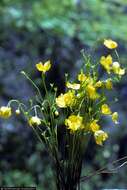 Image of humped bladderwort