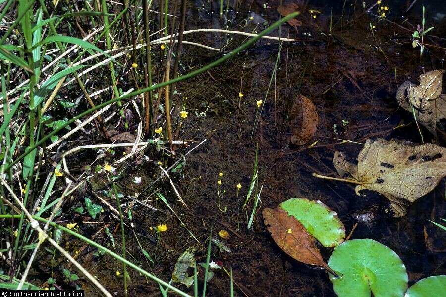 Image of humped bladderwort